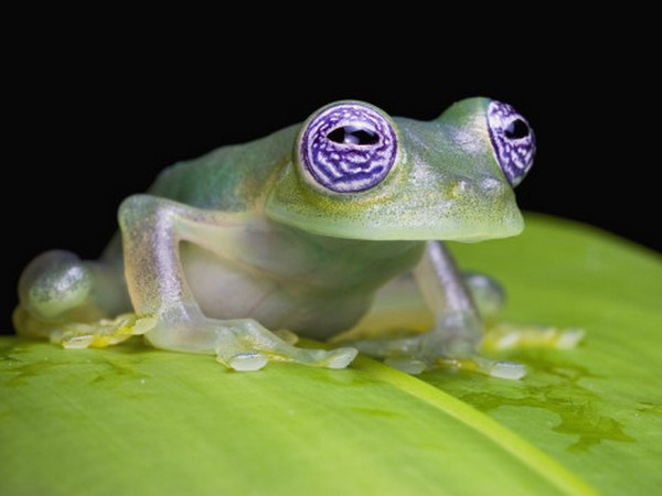 glass frog 09 Stunning Photos of Transparent (Centrolenidae) Frog