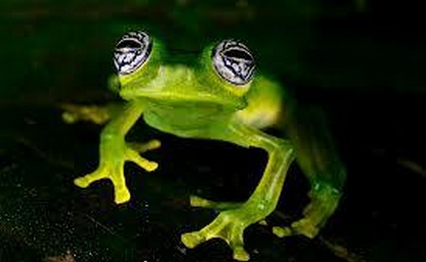 glass frog 10 Stunning Photos of Transparent (Centrolenidae) Frog