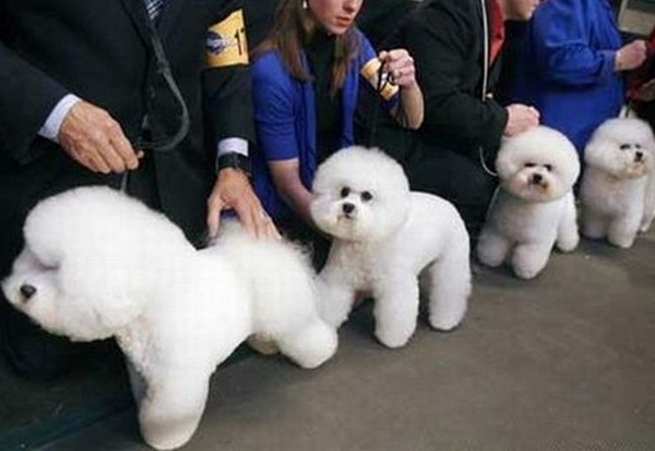 funny fashion dogs 10 20 Oddest Fashion Dogs