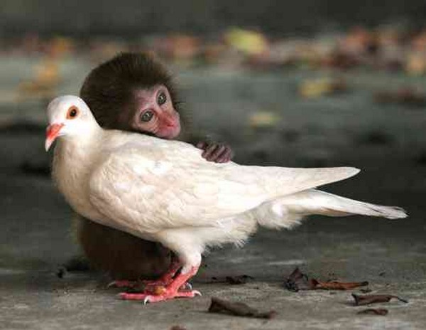 pictures of unlikely animal friendships 10 Pictures of Unlikely Animal Friendships