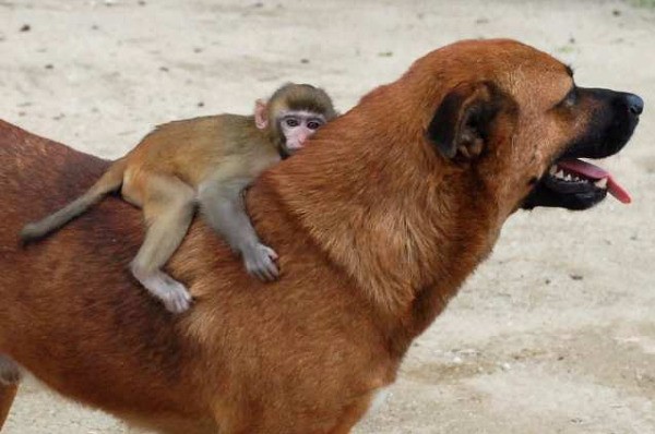 pictures of unlikely animal friendships 11 Pictures of Unlikely Animal Friendships