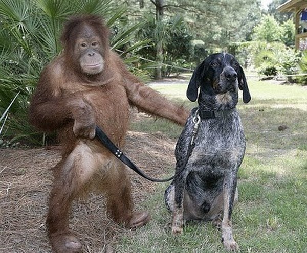 pictures of unlikely animal friendships 12 Pictures of Unlikely Animal Friendships