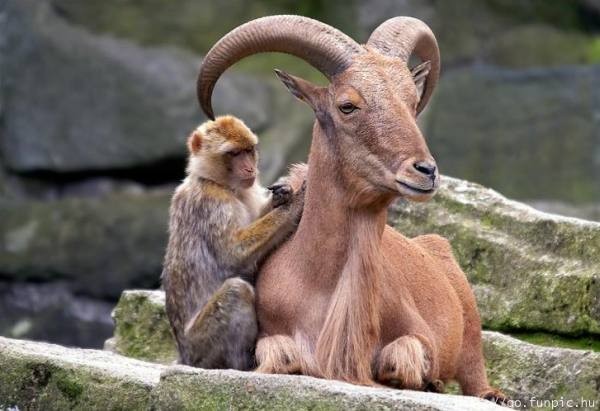 pictures of unlikely animal friendships 13 Pictures of Unlikely Animal Friendships