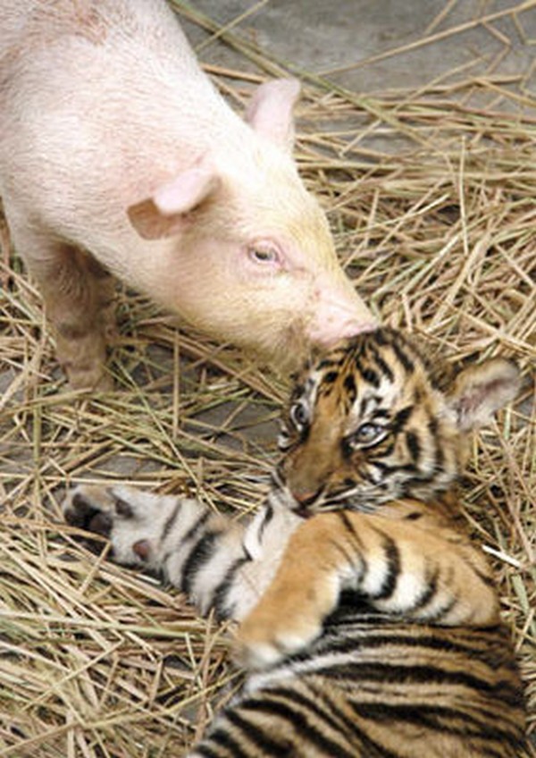 pictures of unlikely animal friendships 16 Pictures of Unlikely Animal Friendships