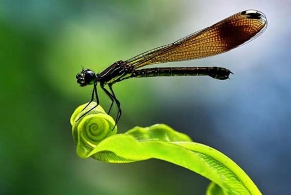 beautiful examples of animal photography 42 Top 10 Most Beautiful Examples of Animal Macro Photography 