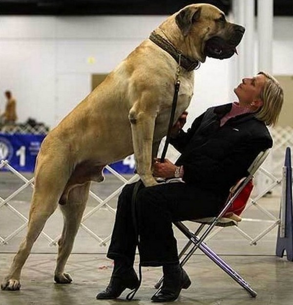 dogs who do not realize how huge 04 Dogs That Do Not Realize How Huge They Are