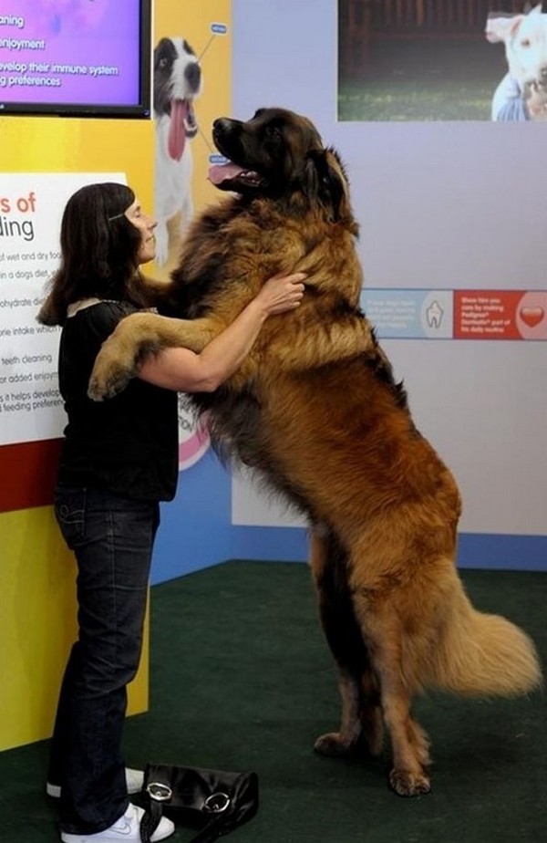 dogs who do not realize how huge 08 Dogs That Do Not Realize How Huge They Are