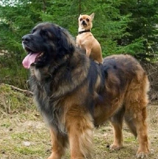 dogs who do not realize how huge 09 Dogs That Do Not Realize How Huge They Are