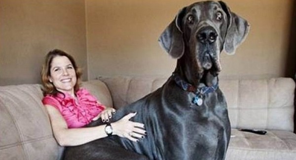 dogs who do not realize how huge 10 Dogs That Do Not Realize How Huge They Are