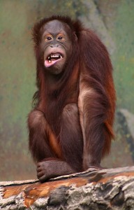 orangutang laughing 192x300 Laughter: Healthy Spirit with Healty Hummor