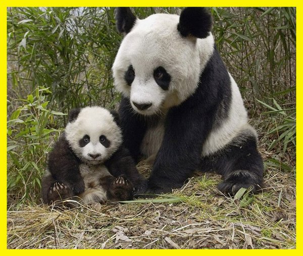 Sweet & Funny Love Of Mother And Baby Animals