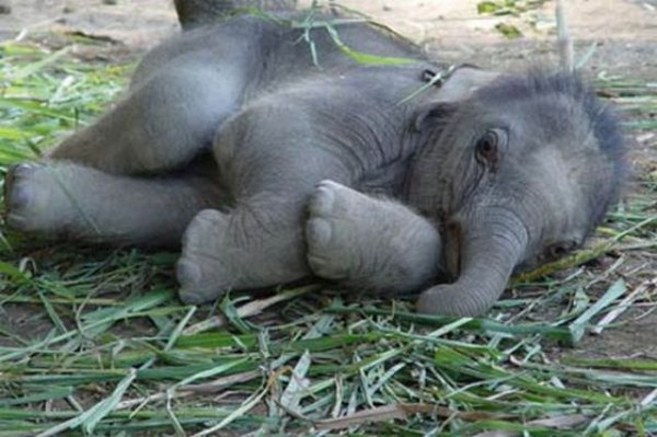 Top 40 Cutest Baby Animal Photos On The Internet